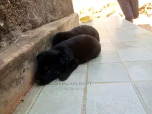 0-1 month Male Purebred German Shepherd