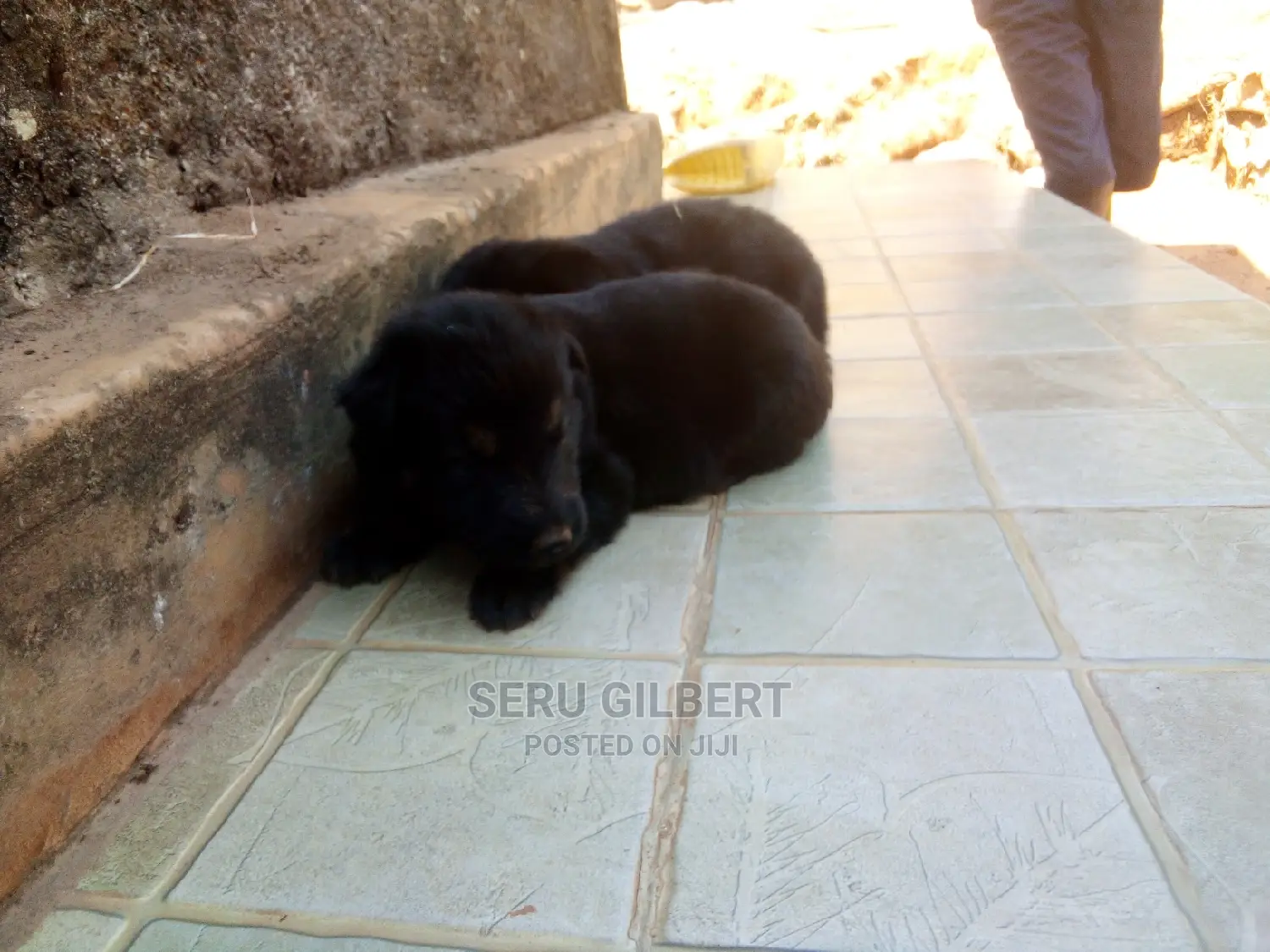 0-1 month Male Purebred German Shepherd