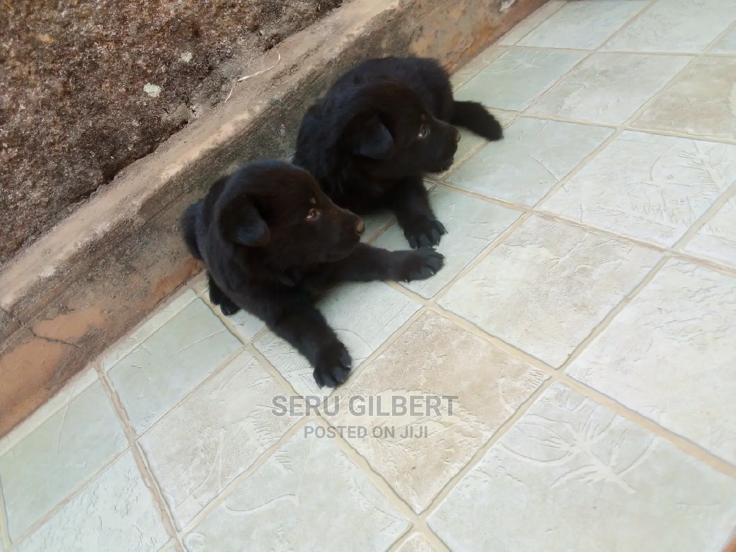 0-1 month Male Purebred German Shepherd