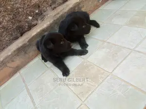 0-1 month Male Purebred German Shepherd