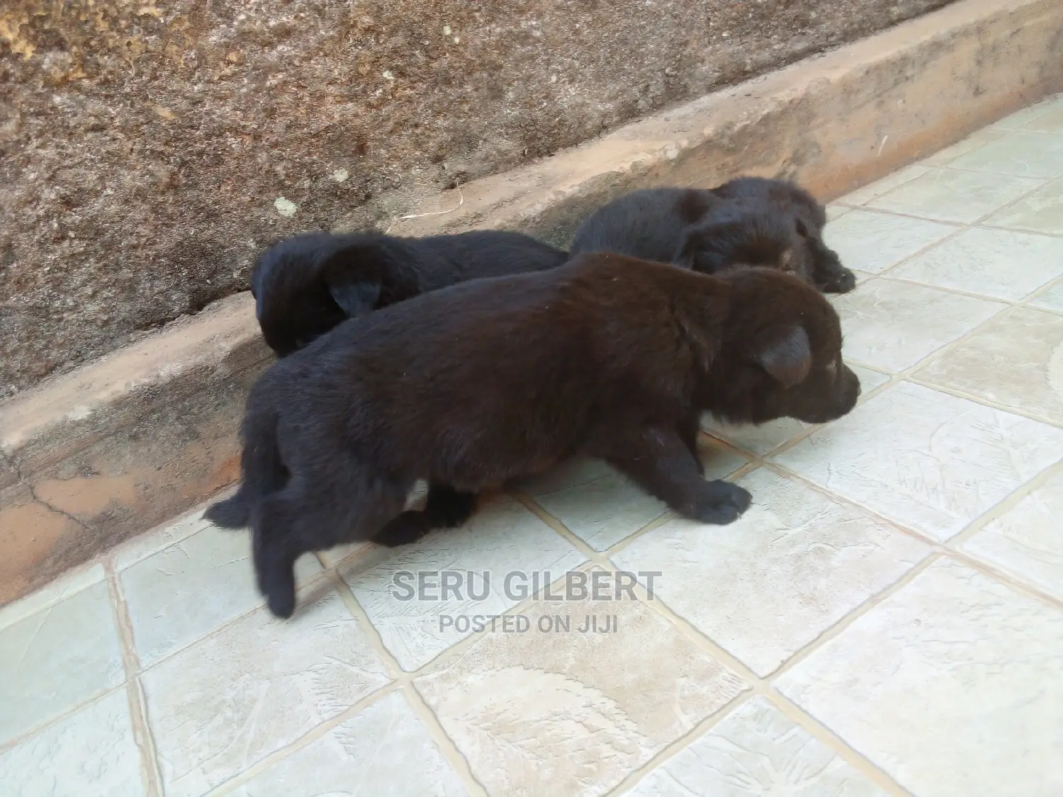 0-1 month Male Purebred German Shepherd