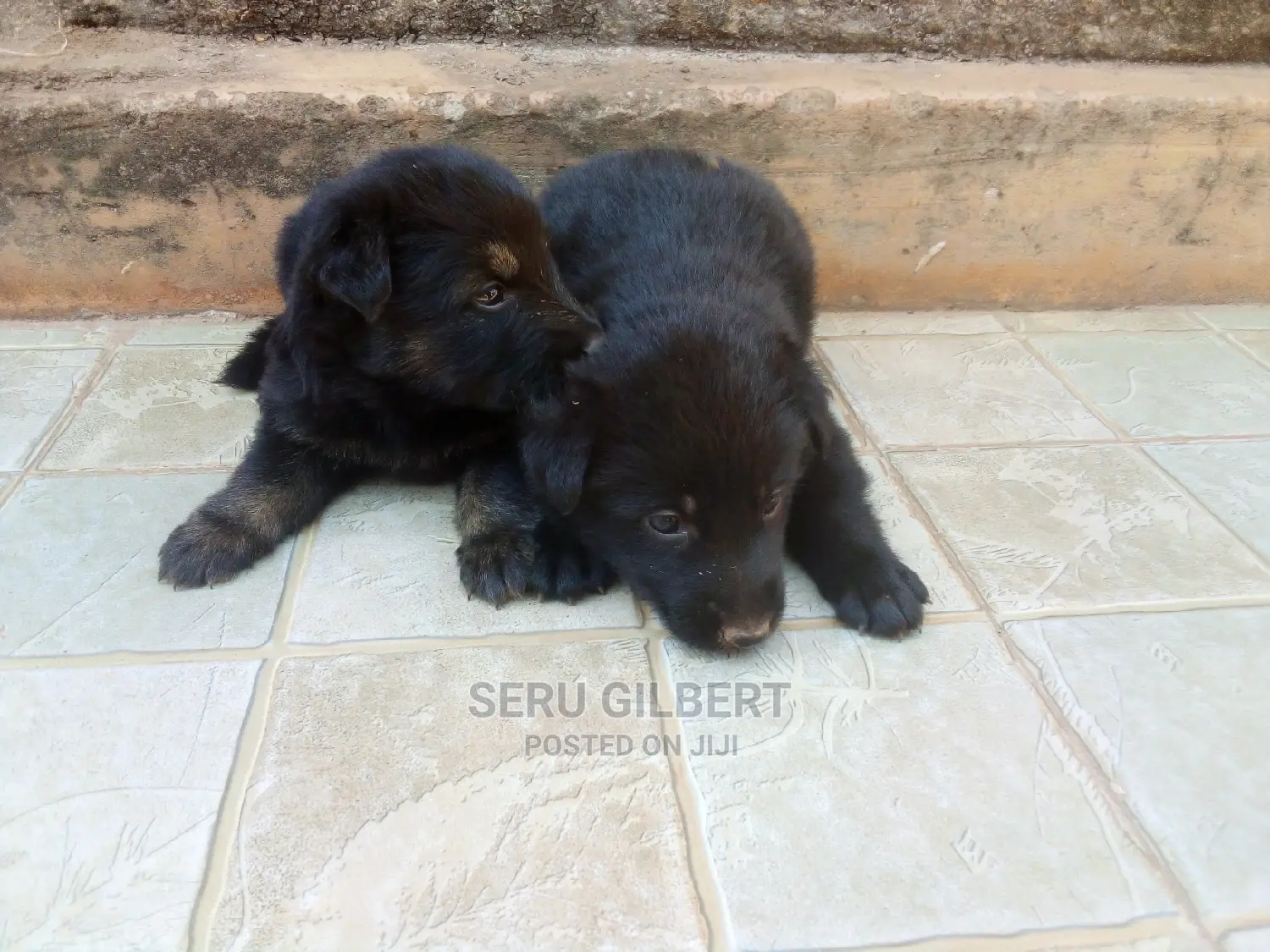 0-1 month Male Purebred German Shepherd