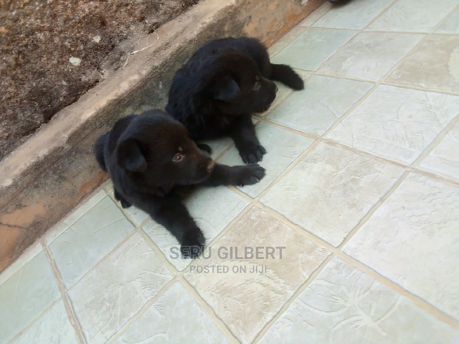 1-3 months Male Purebred German Shepherd