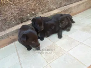 0-1 month Male Purebred German Shepherd