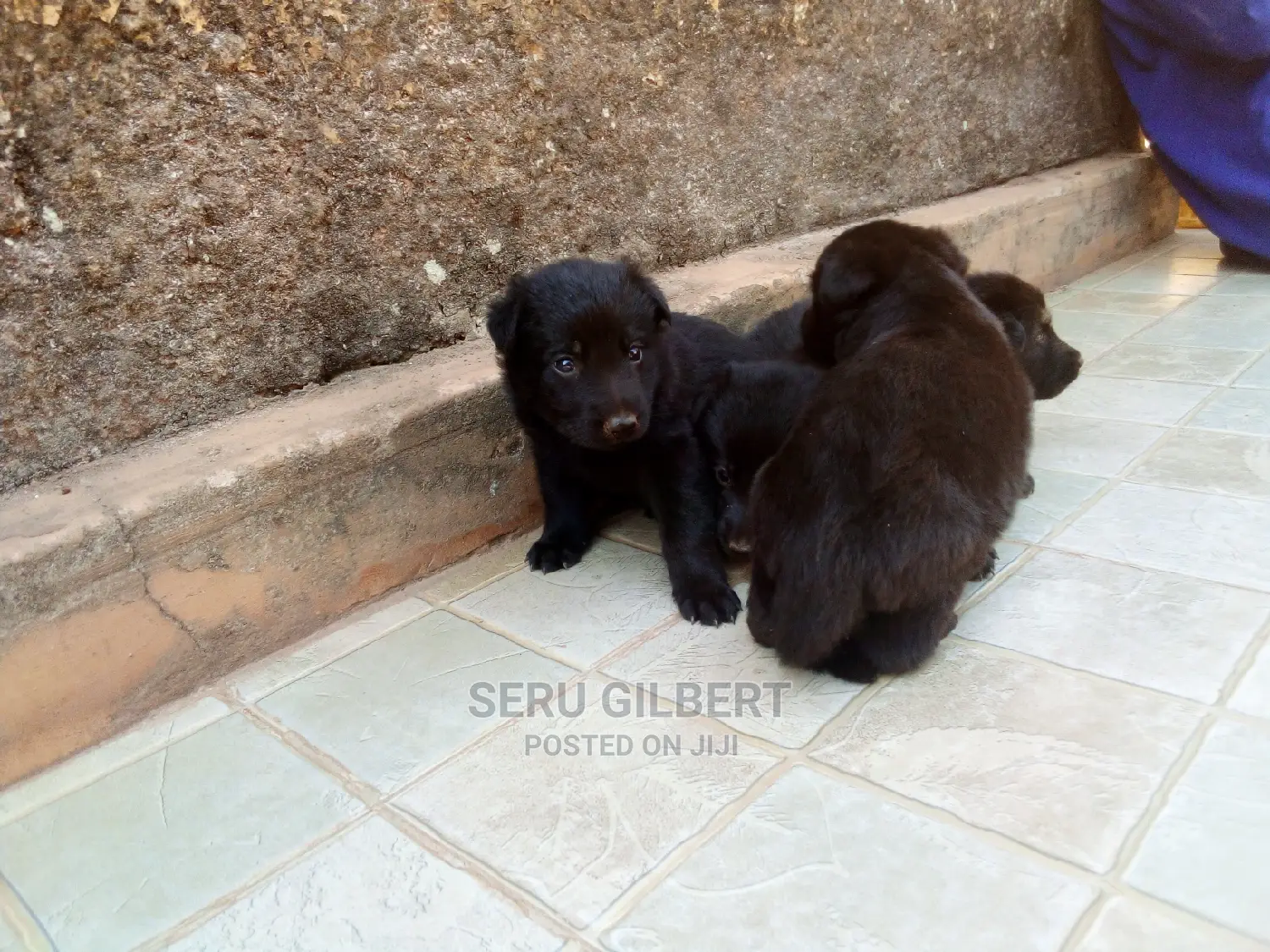 0-1 month Male Purebred German Shepherd