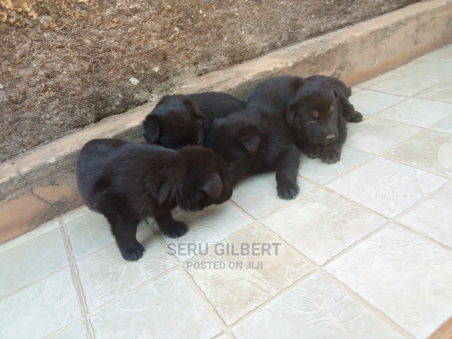 0-1 month Male Purebred German Shepherd