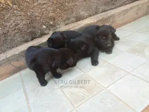 0-1 month Male Purebred German Shepherd