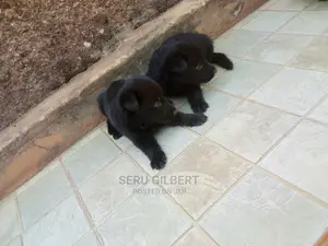0-1 month Male Purebred German Shepherd