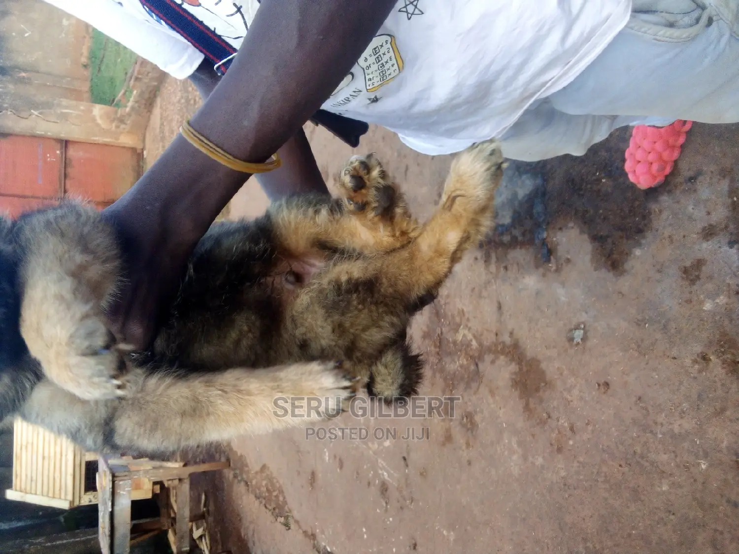 1-3 months Male Purebred German Shepherd