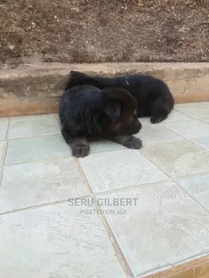 0-1 month Female Purebred German Shepherd