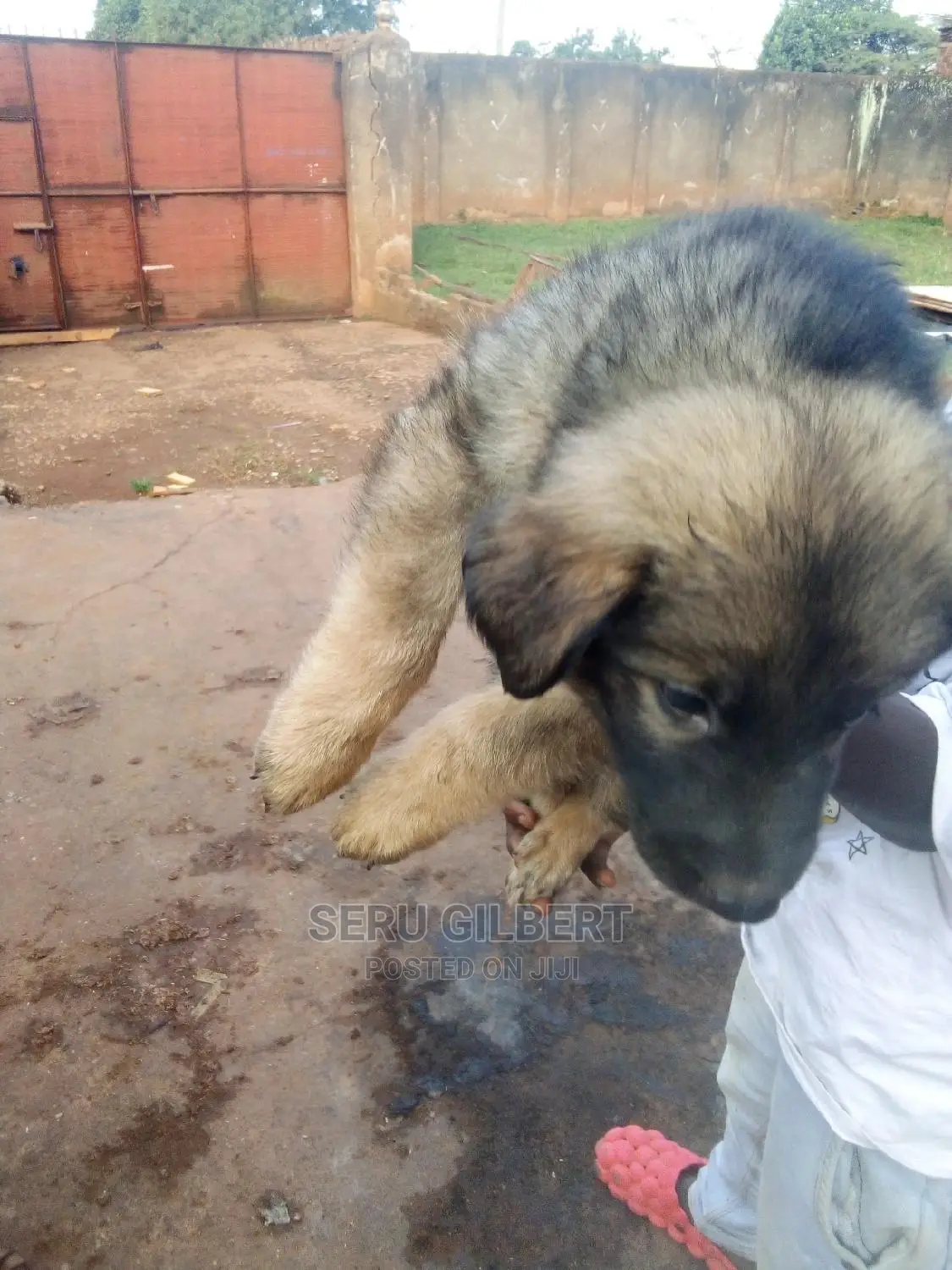 0-1 month Male Purebred German Shepherd