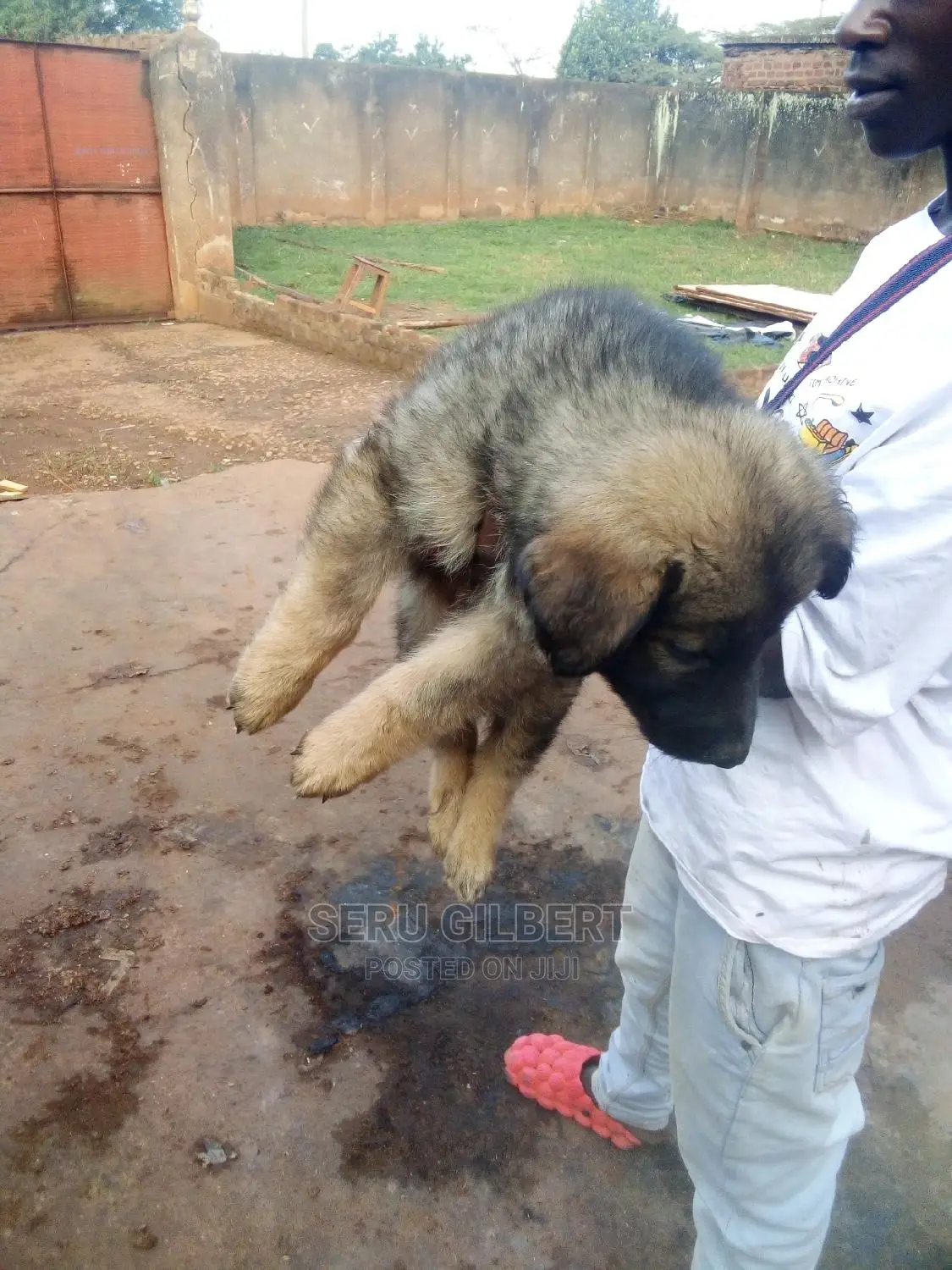 0-1 month Male Purebred German Shepherd
