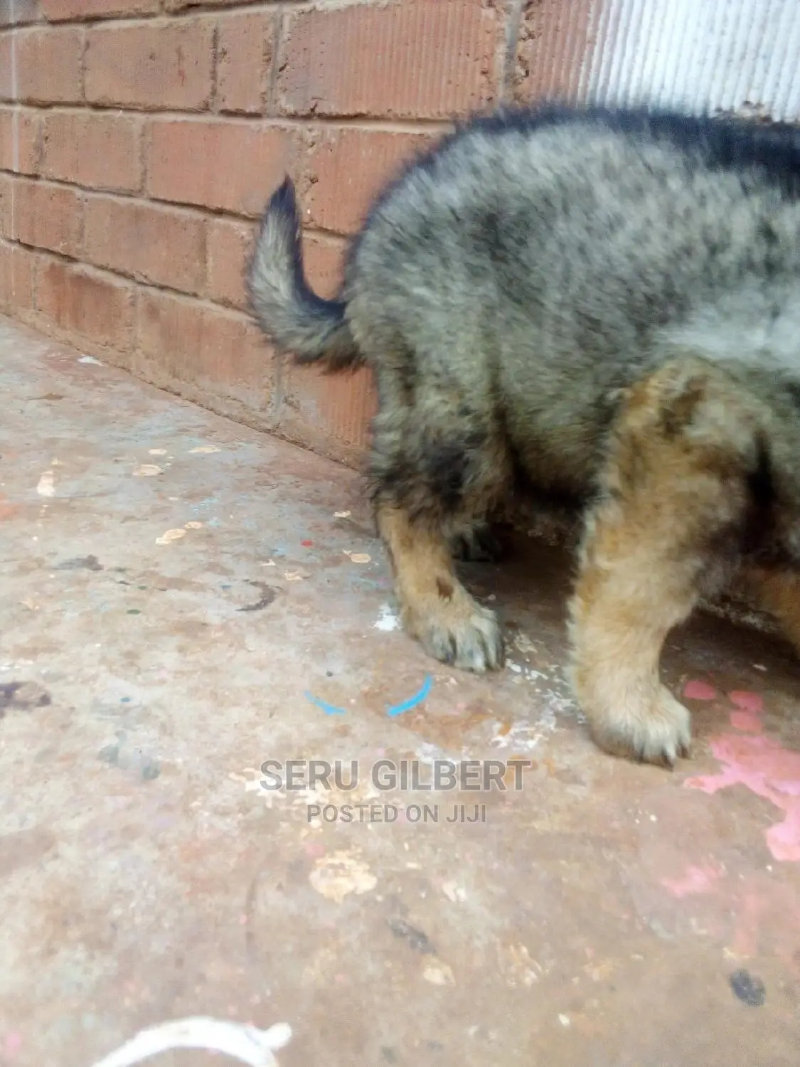 0-1 month Male Purebred German Shepherd