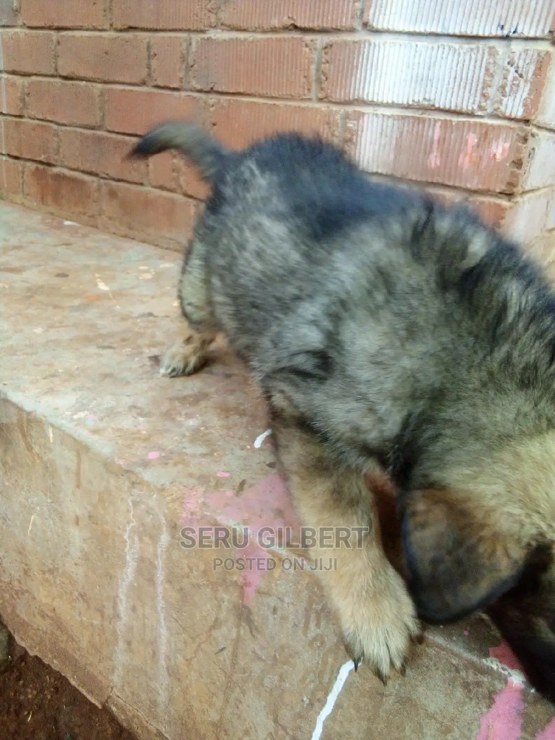 0-1 month Male Purebred German Shepherd