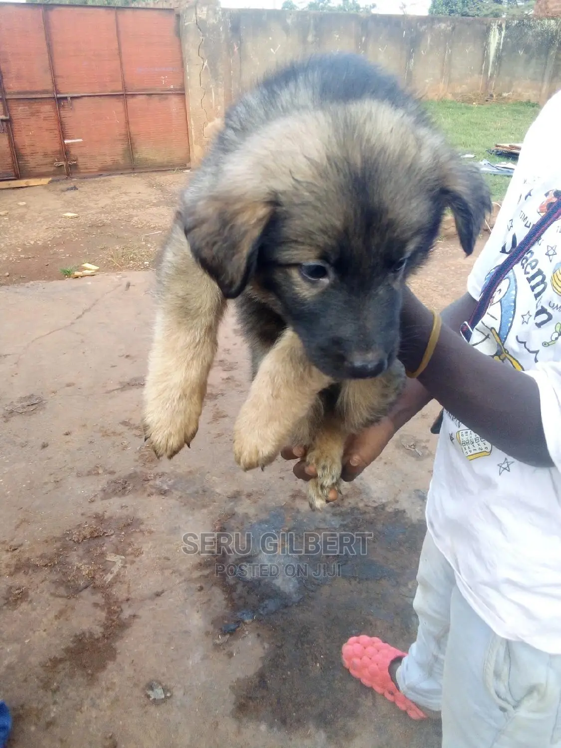 0-1 month Male Purebred German Shepherd