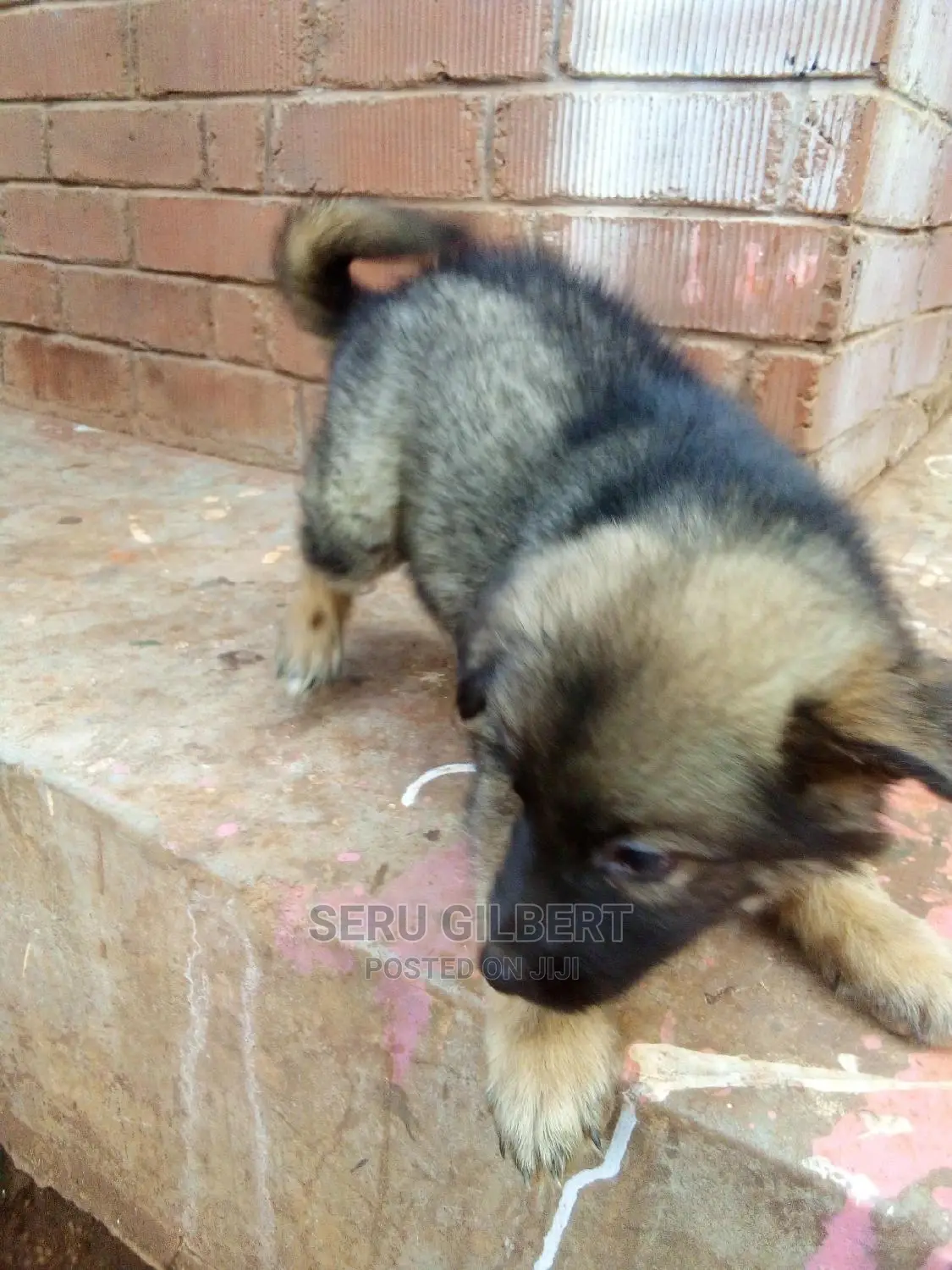 3-6 months Male Purebred German Shepherd