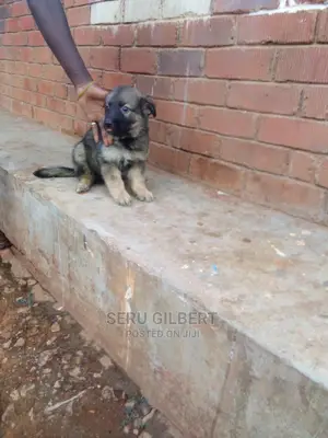3-6 months Male Purebred German Shepherd