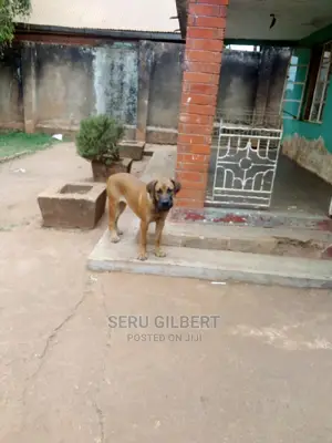 3-6 months Female Purebred Boerboel