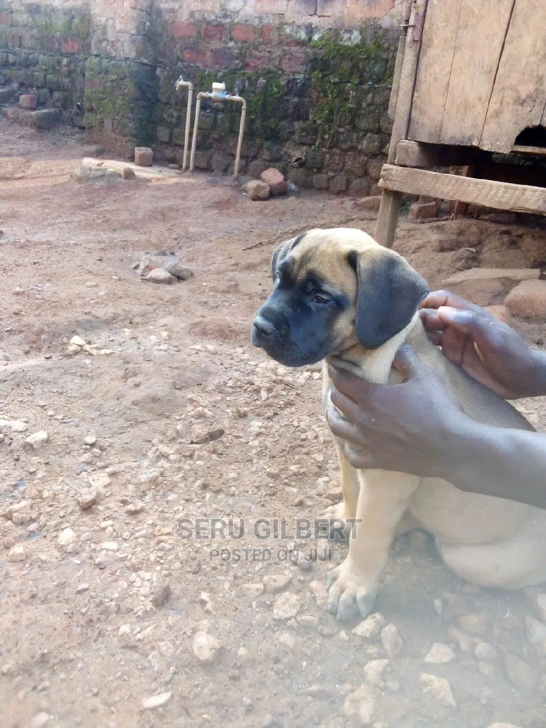 1-3 months Female Purebred Boerboel