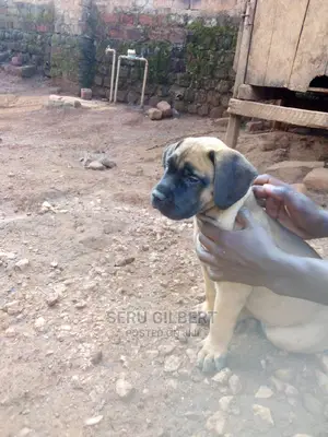 1-3 months Female Purebred Boerboel