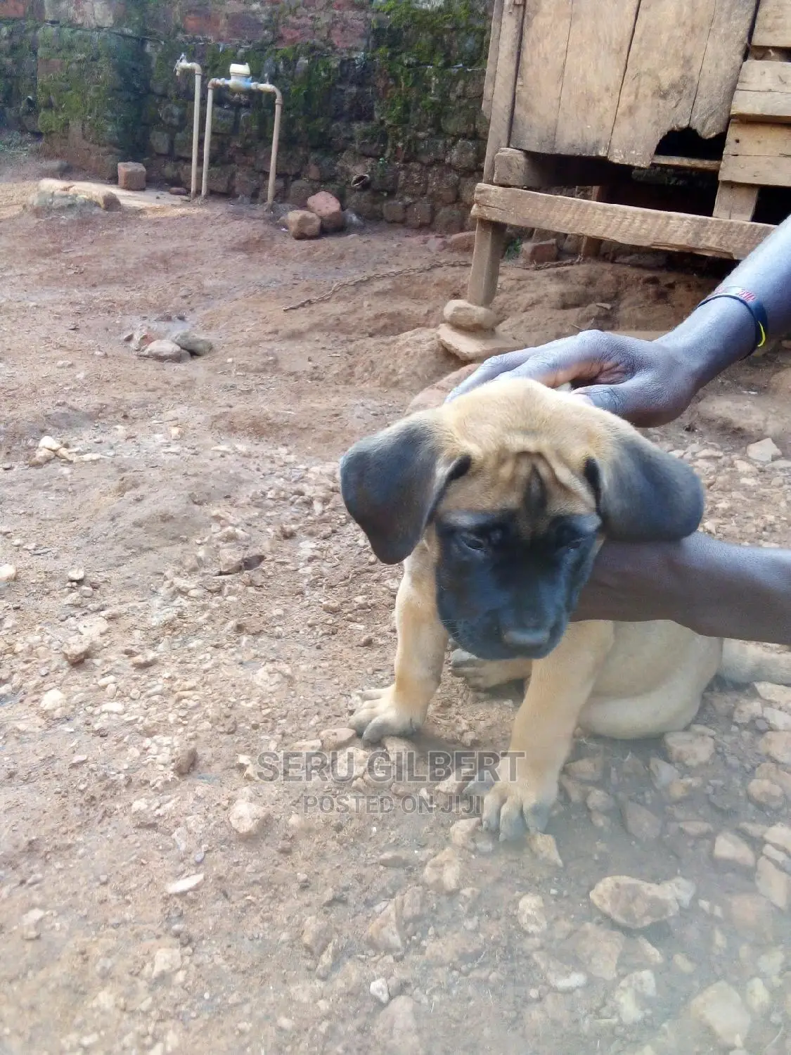 1-3 months Female Purebred Boerboel