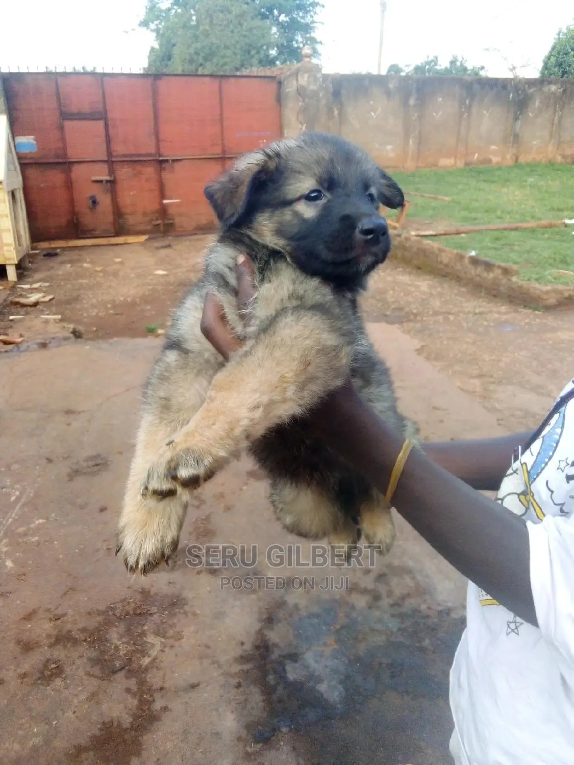 3-6 months Male Purebred German Shepherd