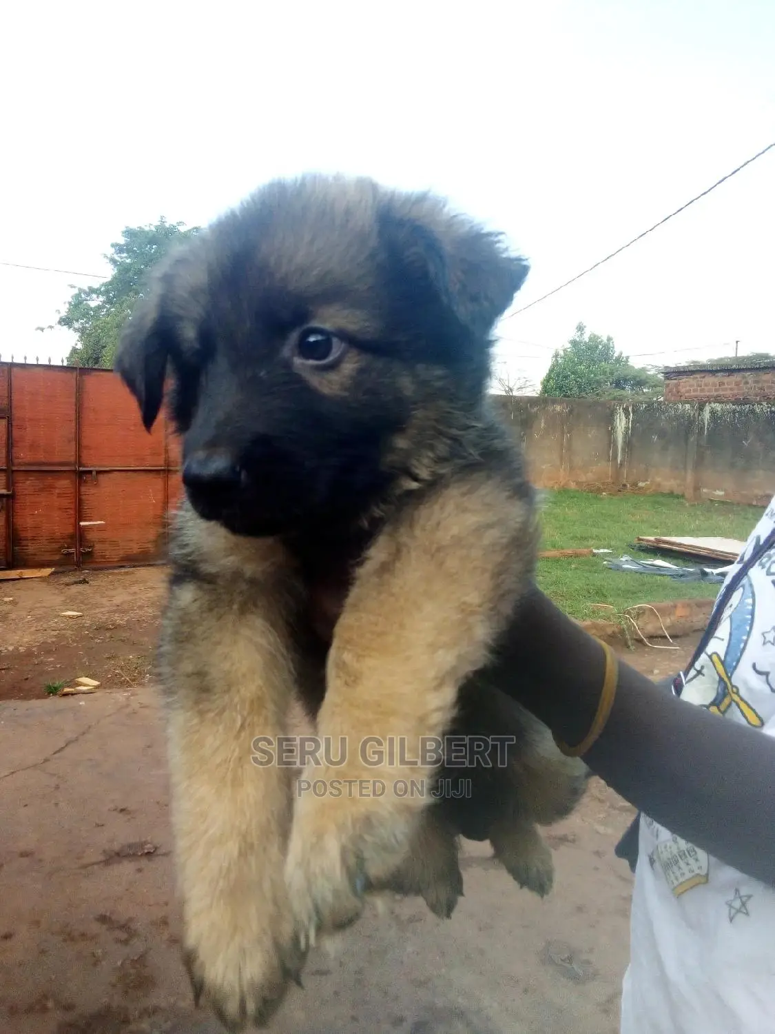 1-3 months Male Purebred German Shepherd