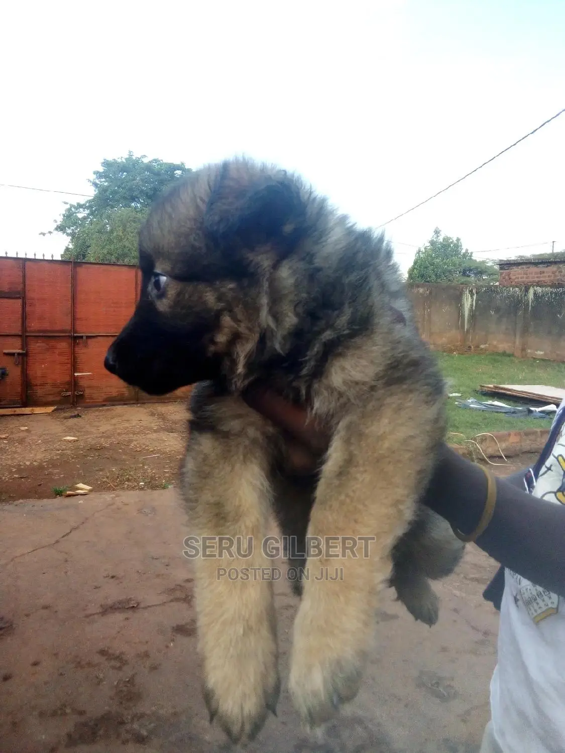 1-3 months Male Purebred German Shepherd