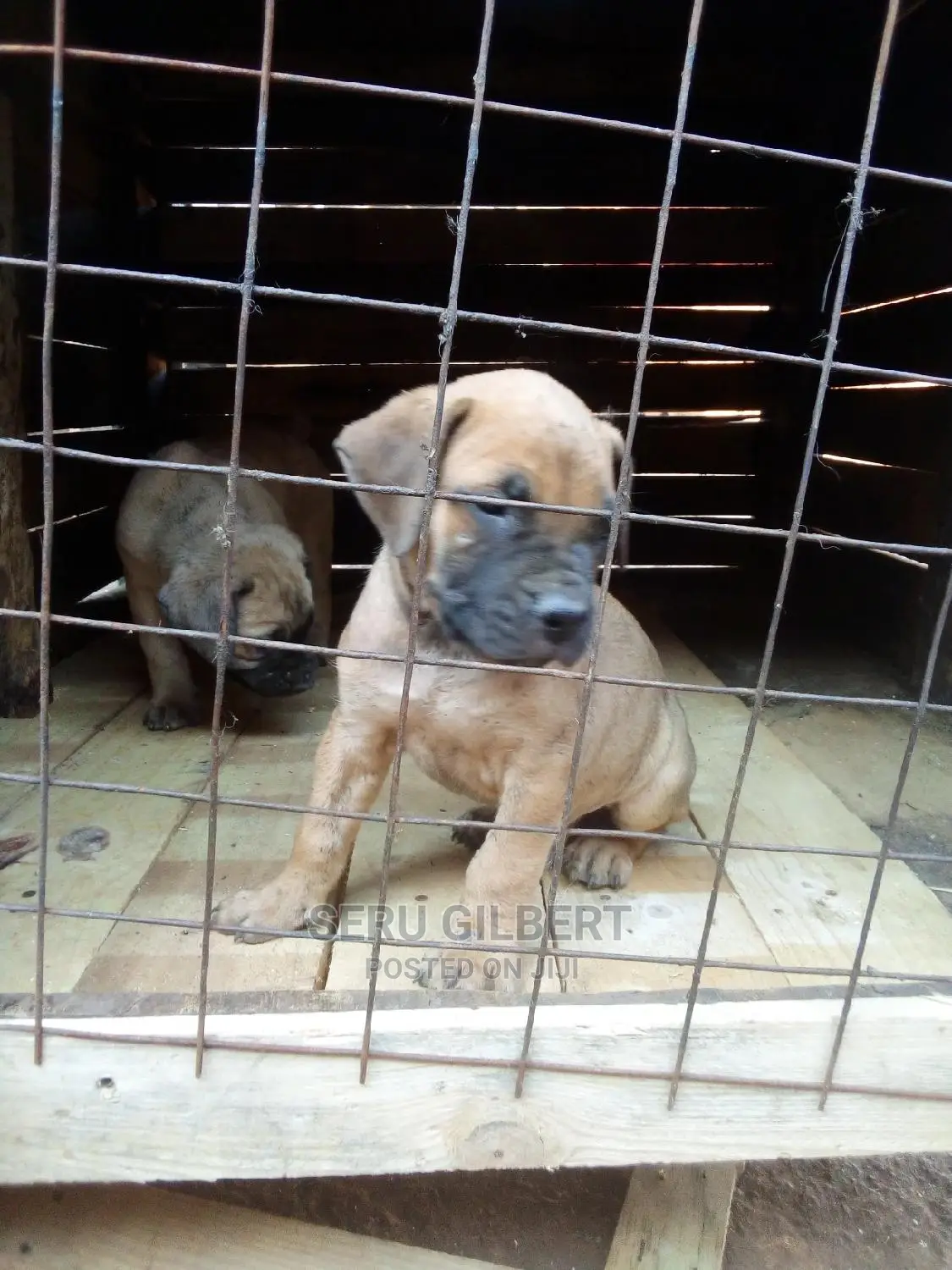 1-3 months Male Purebred Boerboel