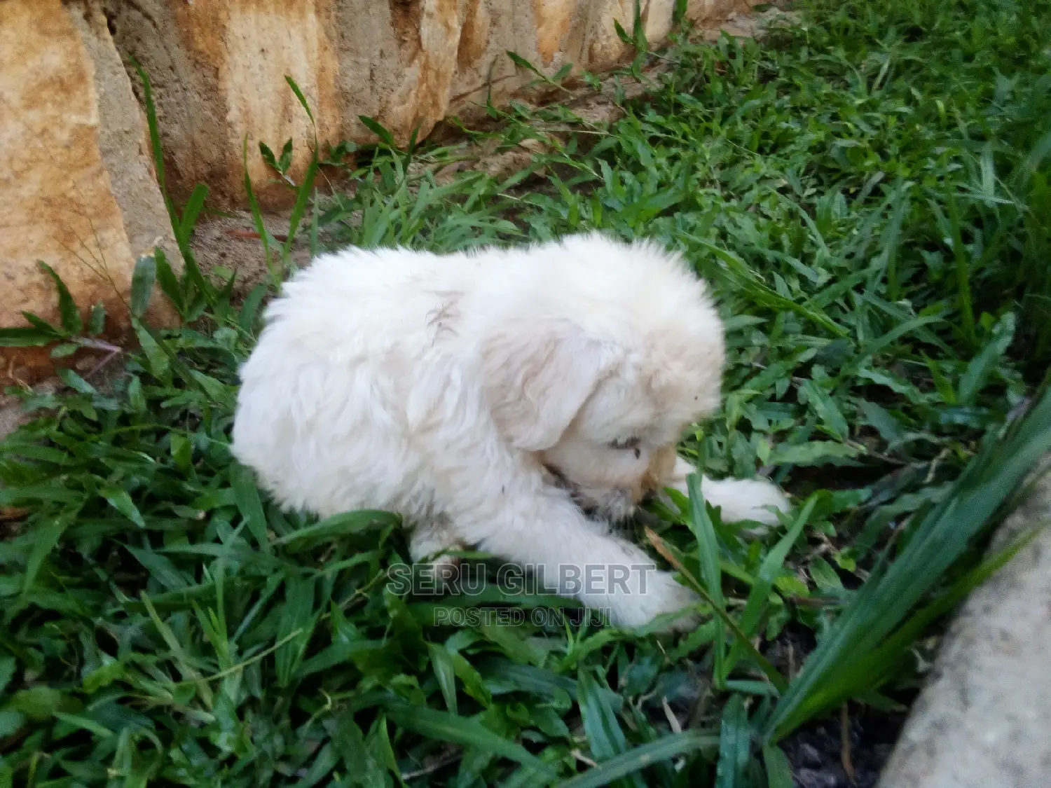 0-1 month Male Purebred Maltese