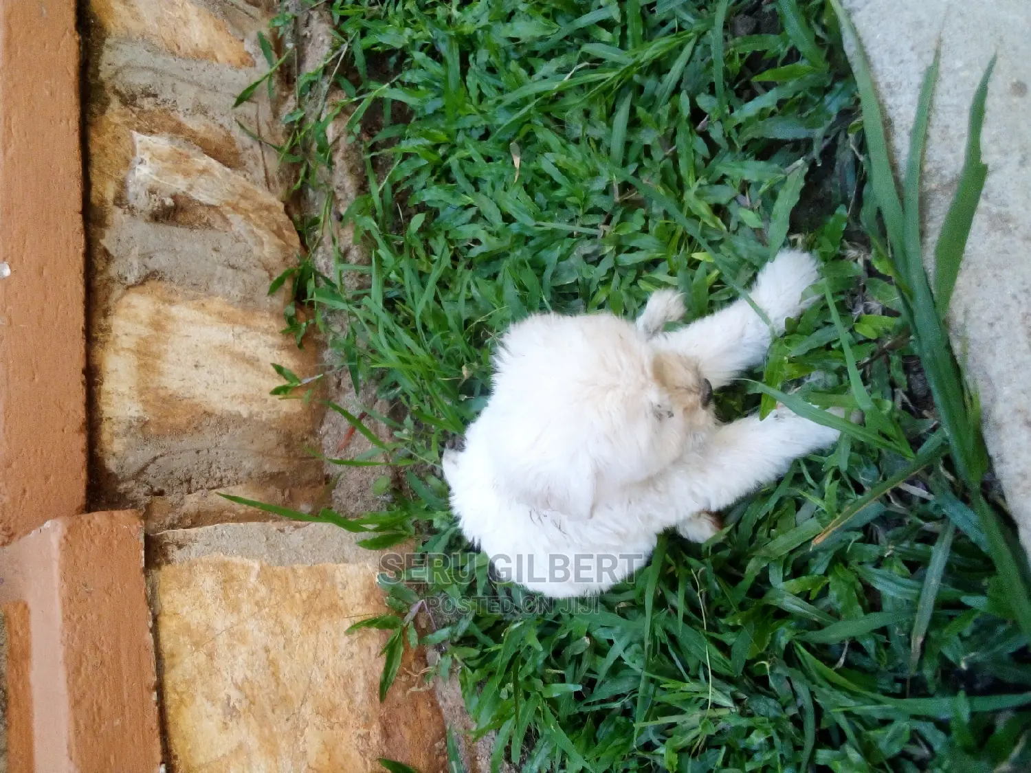 0-1 month Male Purebred Maltese