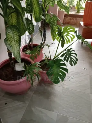Pots and Flowers