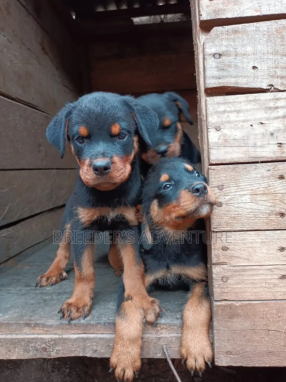 1-3 months Male Purebred Rottweiler