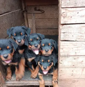 1-3 months Male Purebred Rottweiler