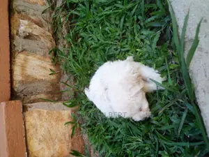 Photo - 0-1 month Male Purebred Maltese