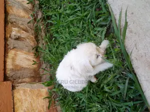 0-1 month Male Purebred Maltese