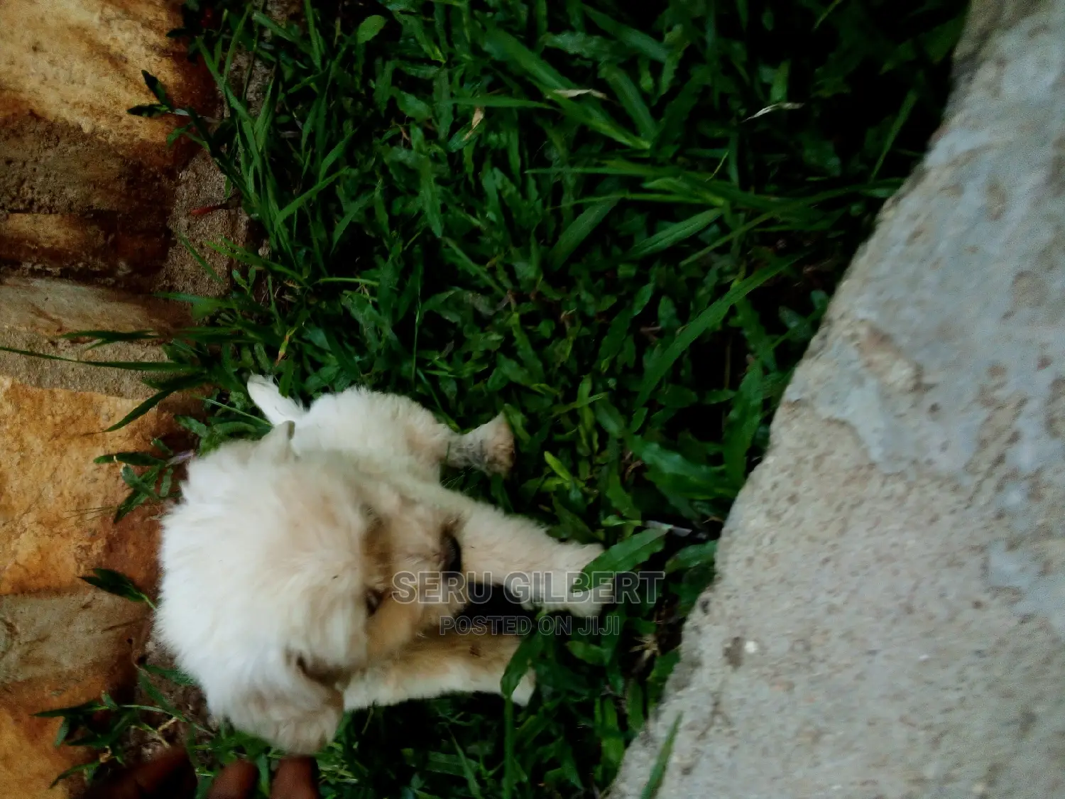 0-1 month Male Purebred German Shepherd