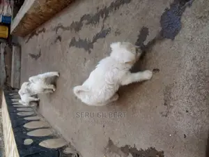 Photo - 1-3 months Male Purebred Maltese