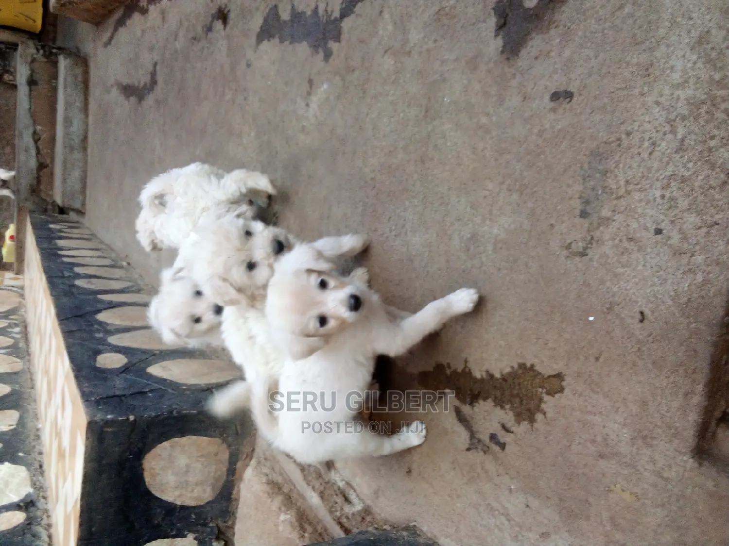 1-3 months Male Purebred Maltese