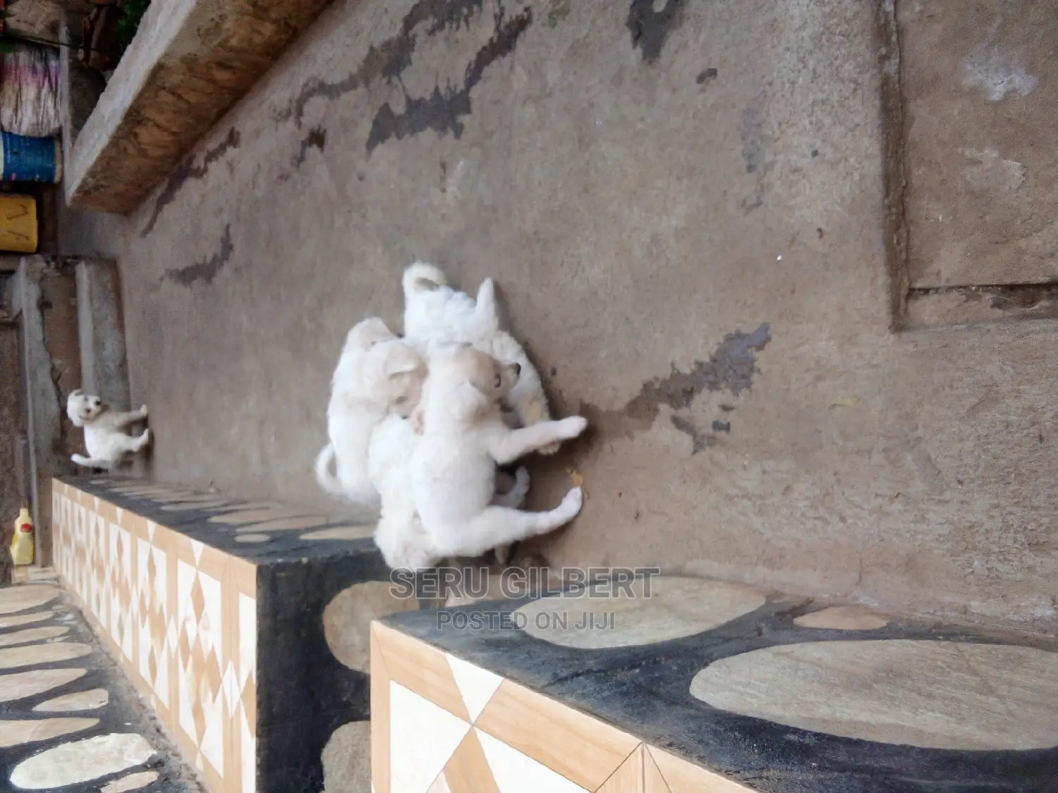 1-3 months Female Purebred Maltese