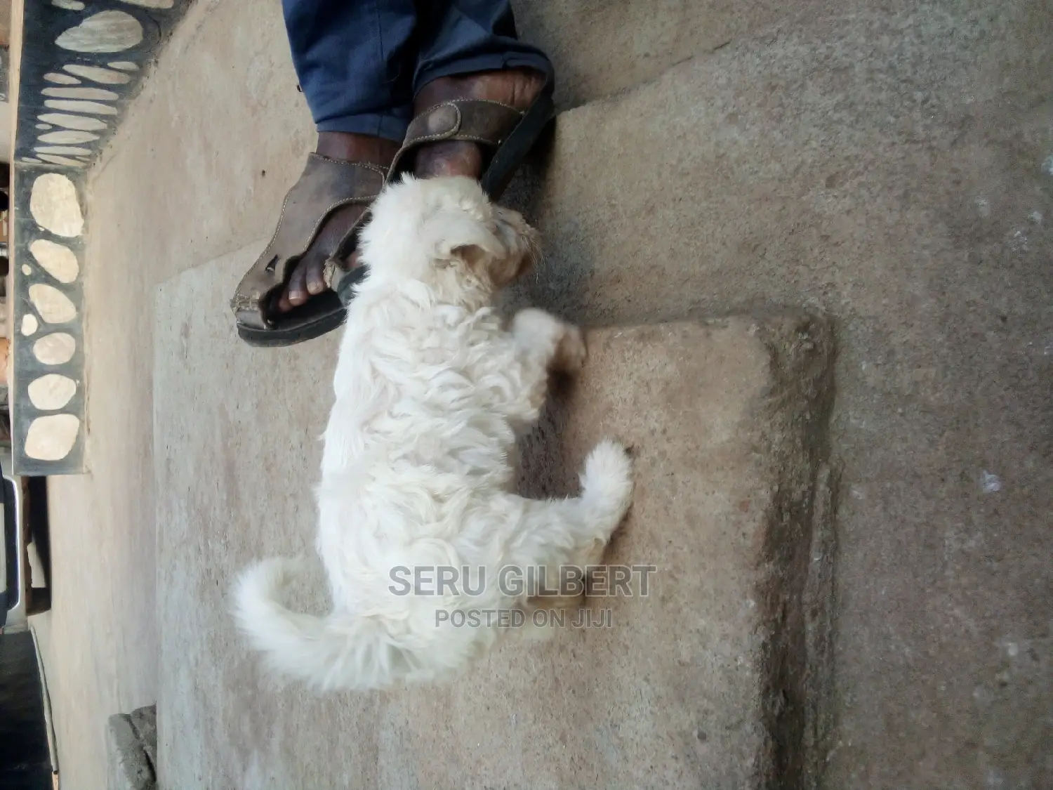 1-3 months Male Purebred Maltese