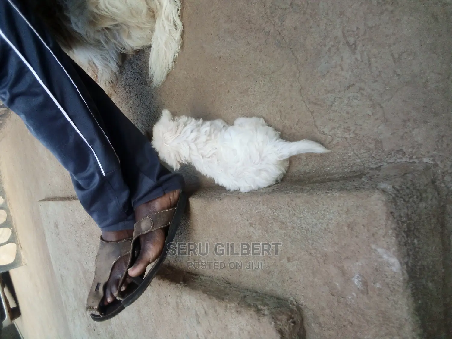 0-1 month Male Purebred Maltese
