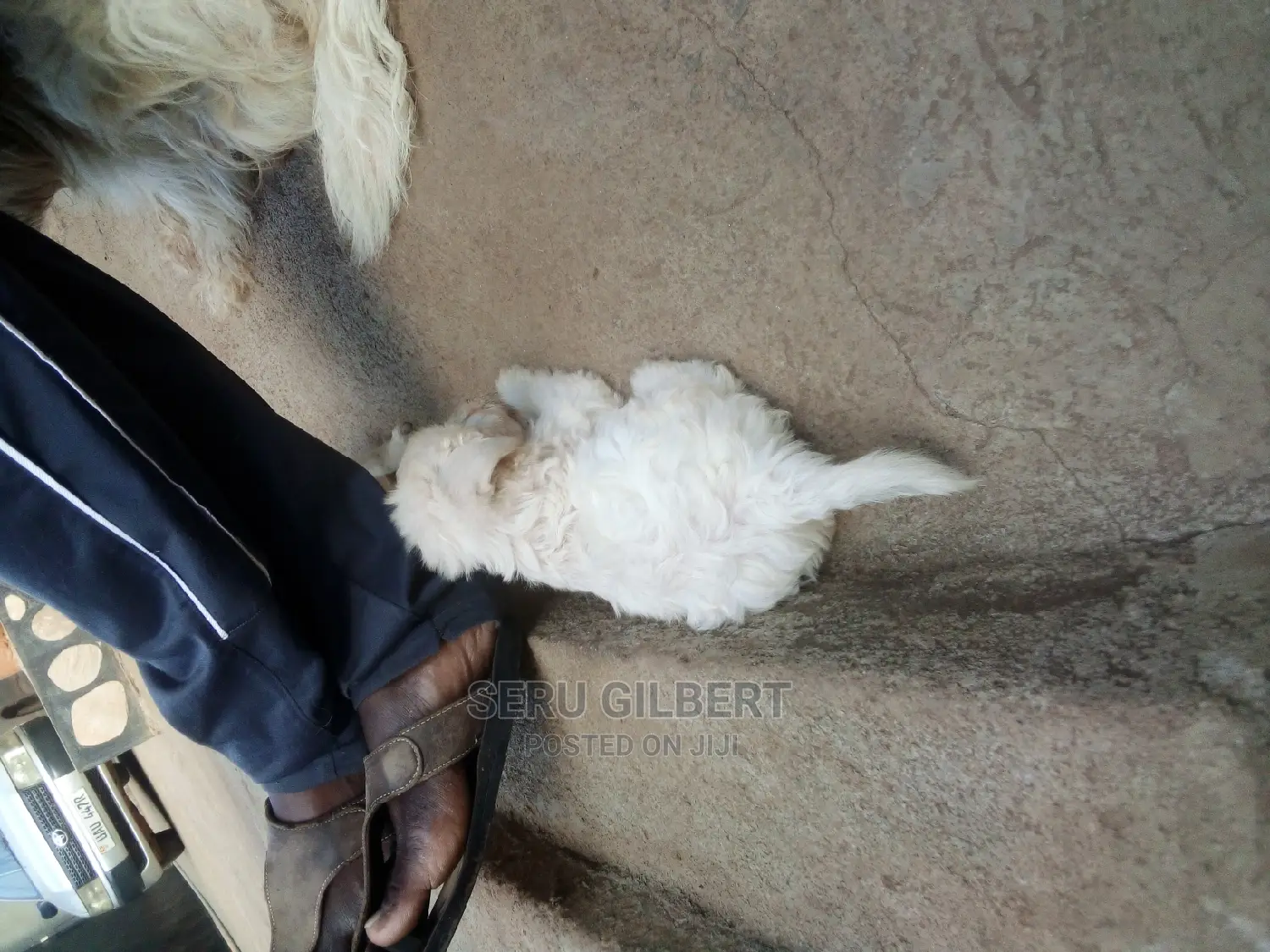 1-3 months Male Purebred Maltese