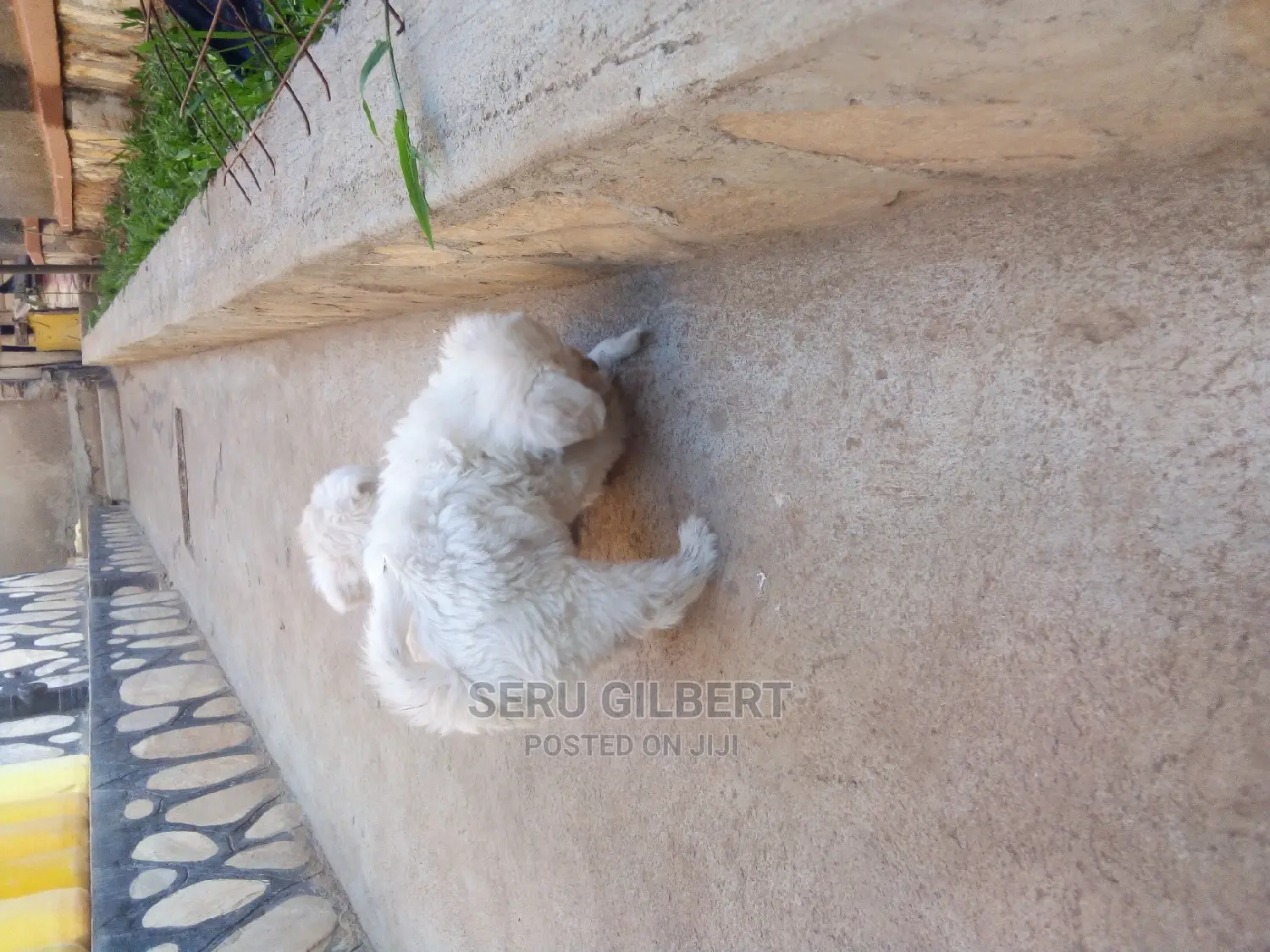 3-6 months Male Purebred Maltese