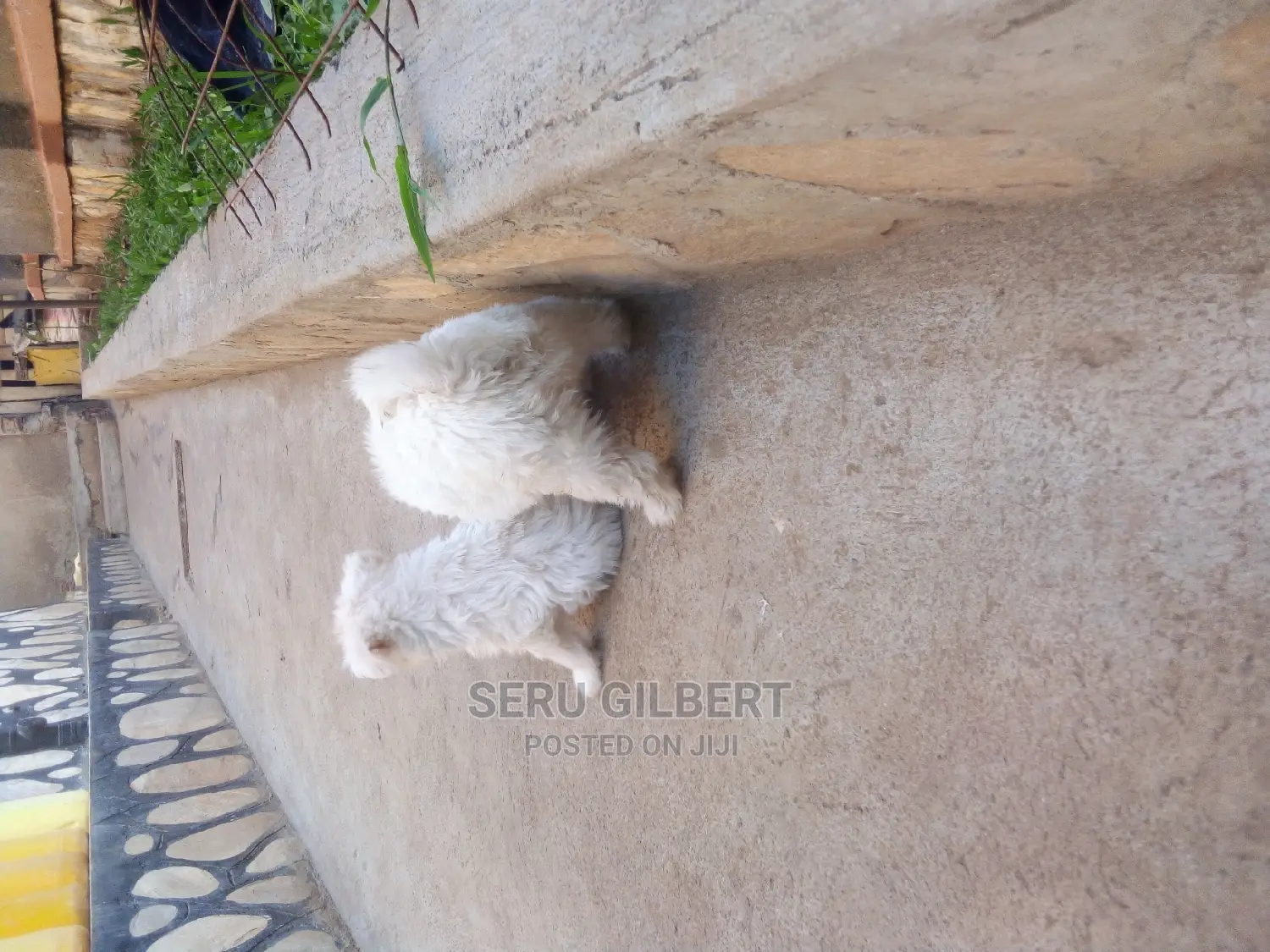 1-3 months Male Purebred Maltese