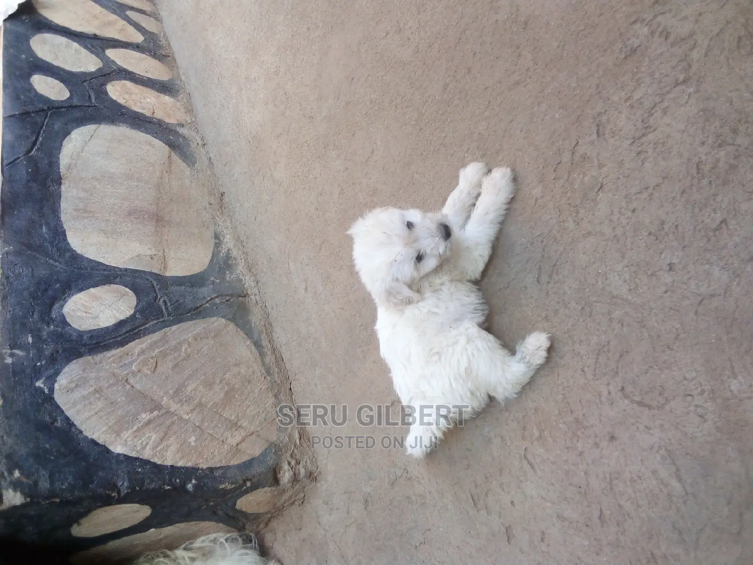 0-1 month Male Purebred Maltese