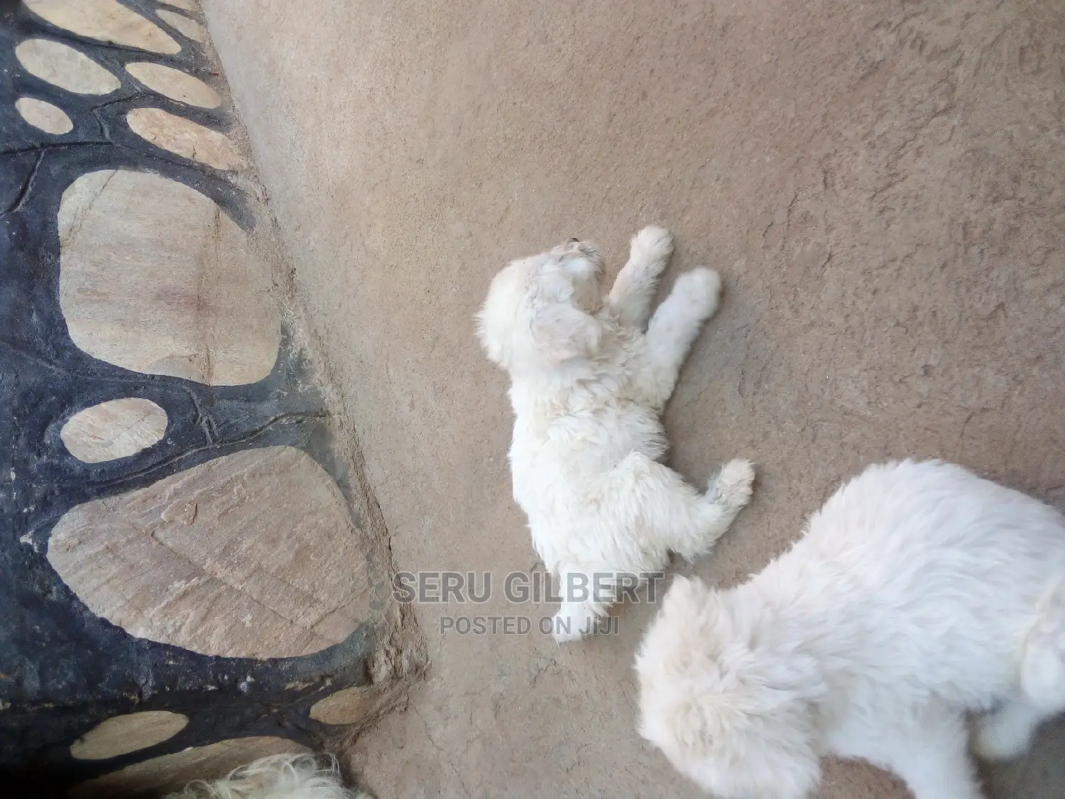 0-1 month Male Purebred Maltese