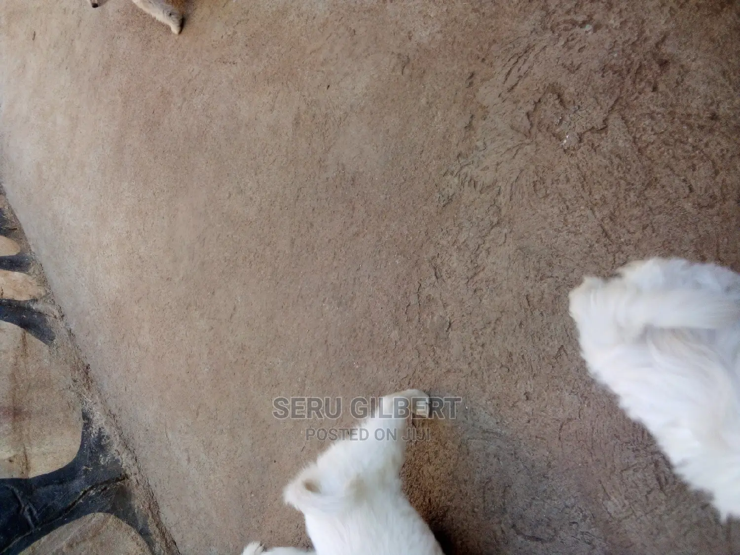 0-1 month Male Purebred Maltese