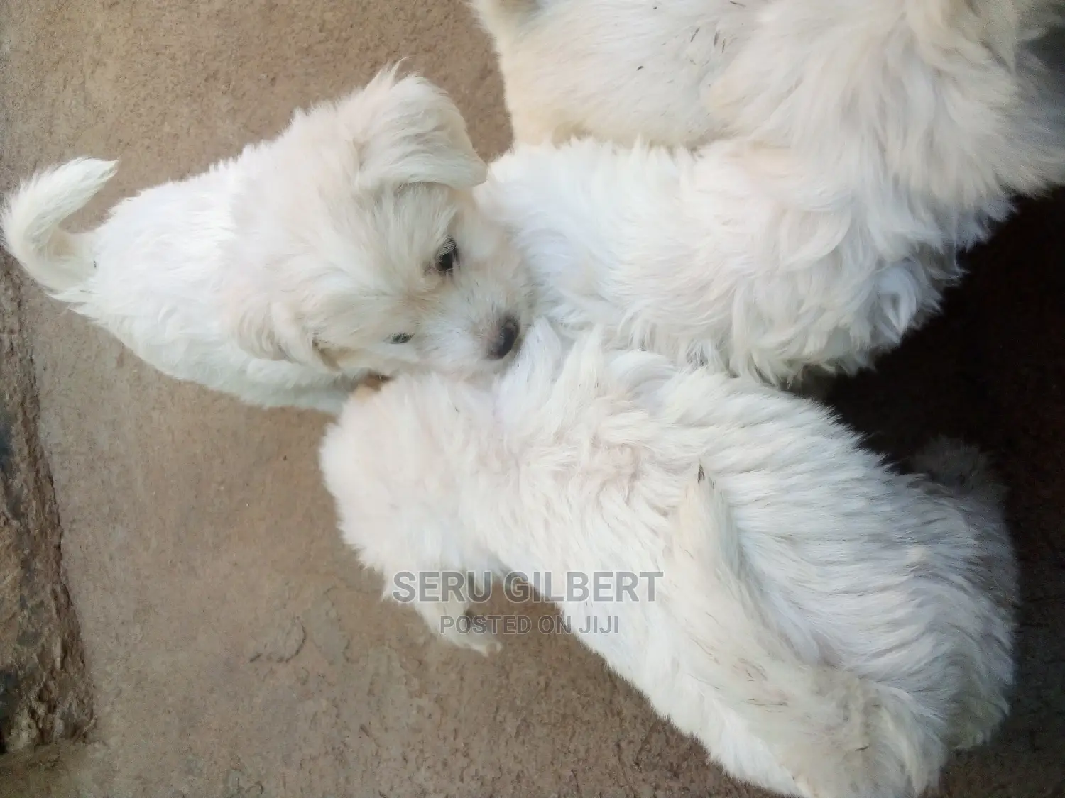 1-3 months Male Purebred Maltese