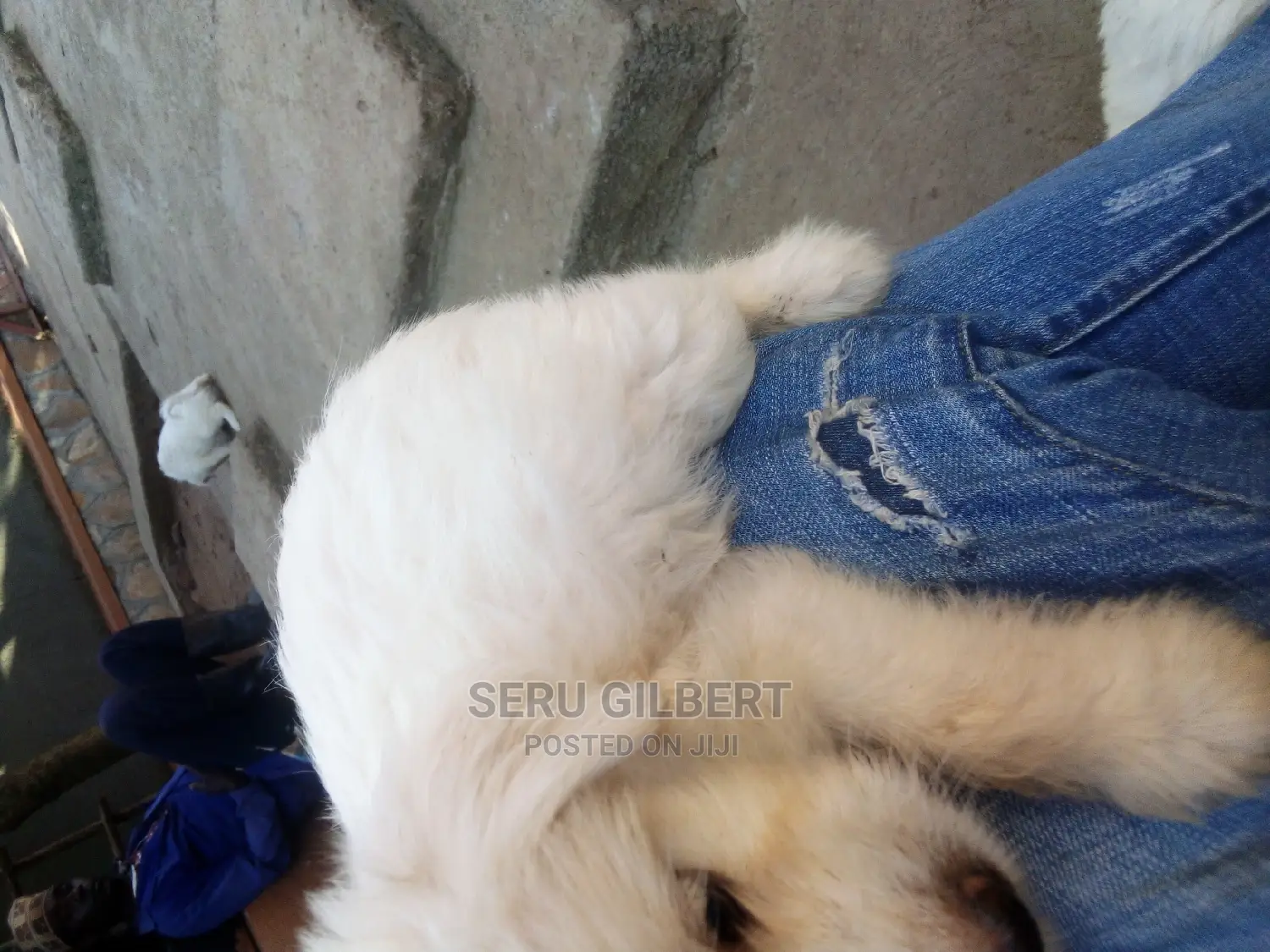 0-1 month Male Purebred Maltese